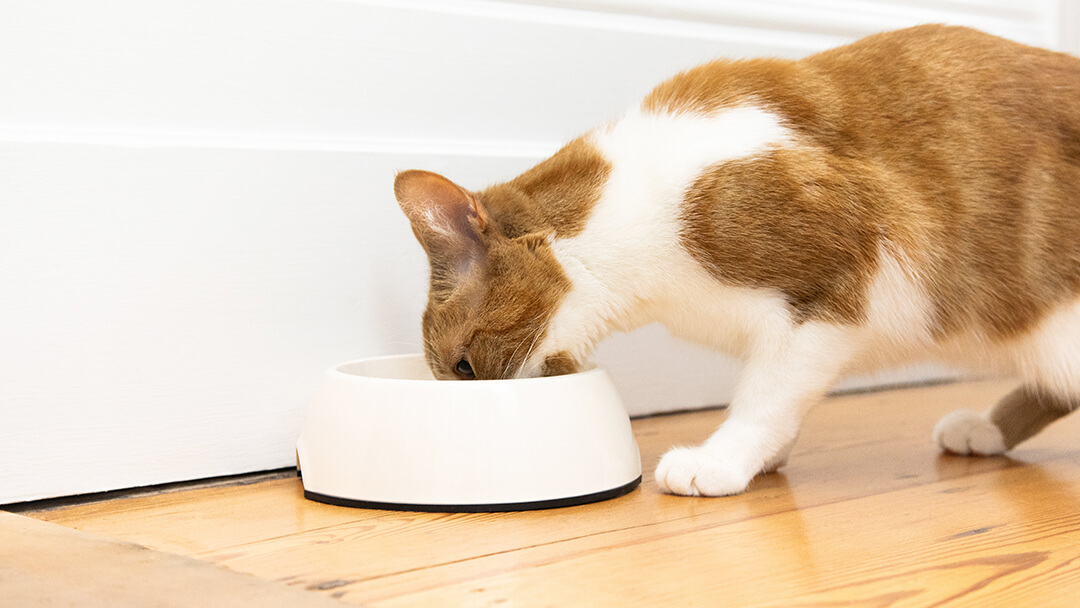 Hepatic diet best sale for cats